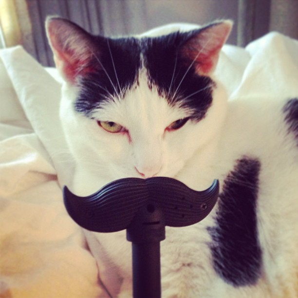 cat with mustache