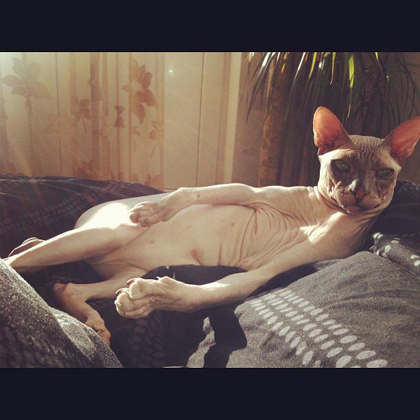 hairless cat