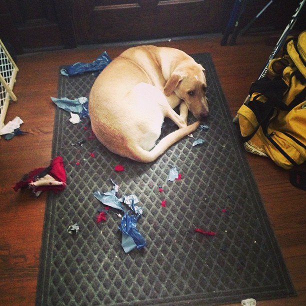 dog who ate a baseball cap