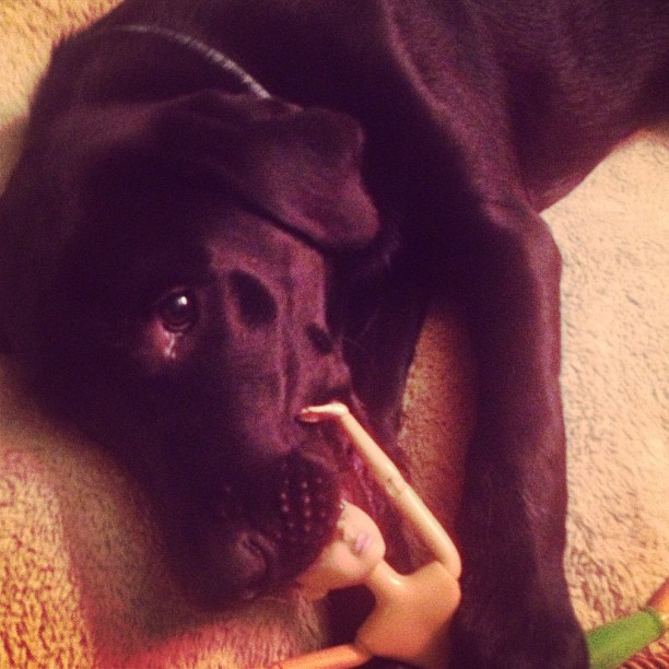 dog eating barbie