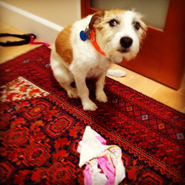 dog eating underwear