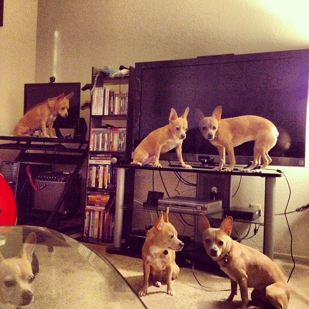 dog house party