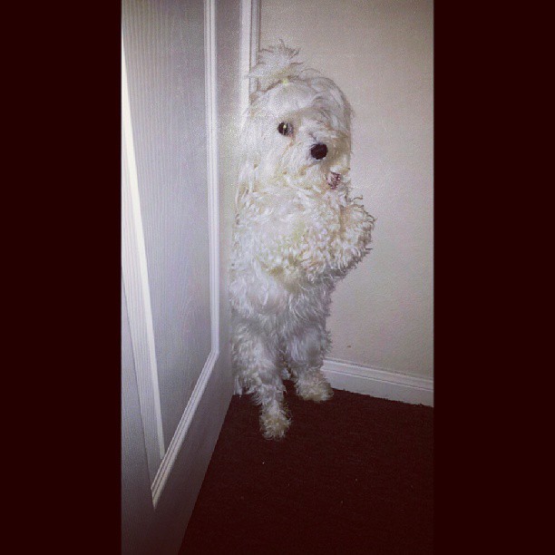 dog in the corner