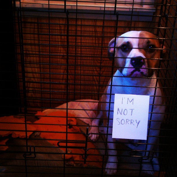 dog who isn't sorry