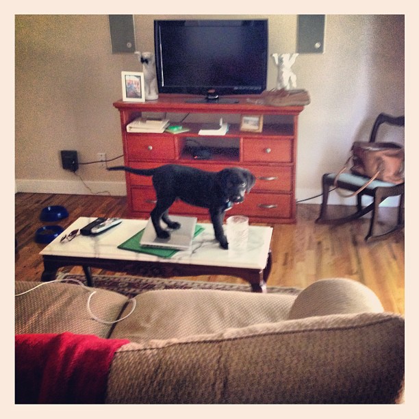 dog surfing the web