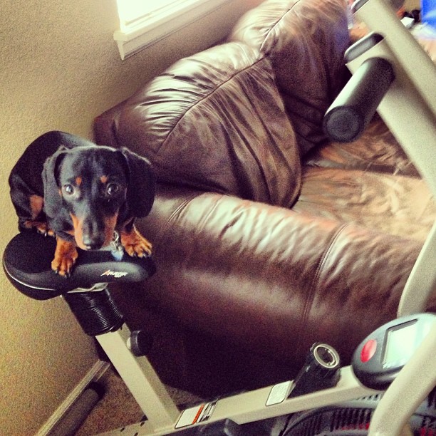 dog stuck on exercise bike