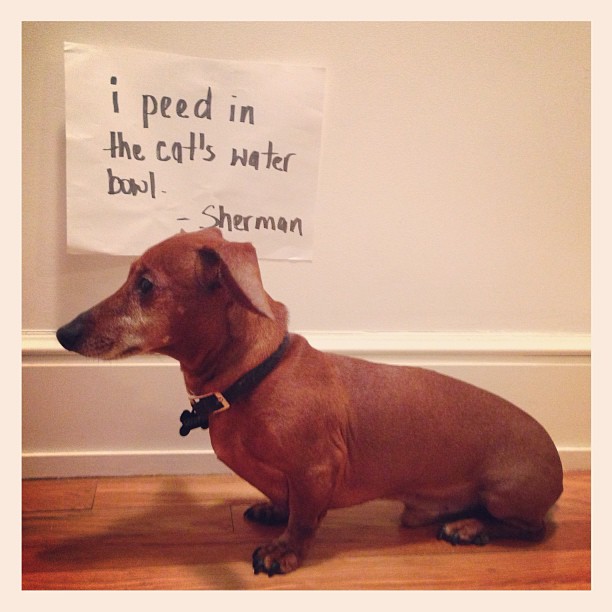 dog who peed in cat's water