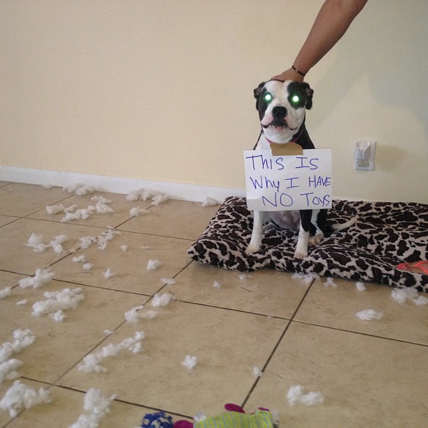 dog who ate his toys