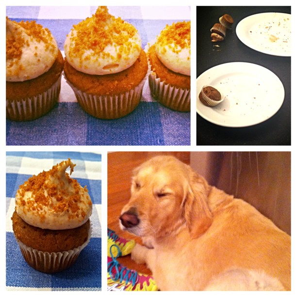 dog who ate the cupcakes