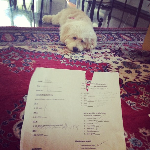 the dog ate my homework