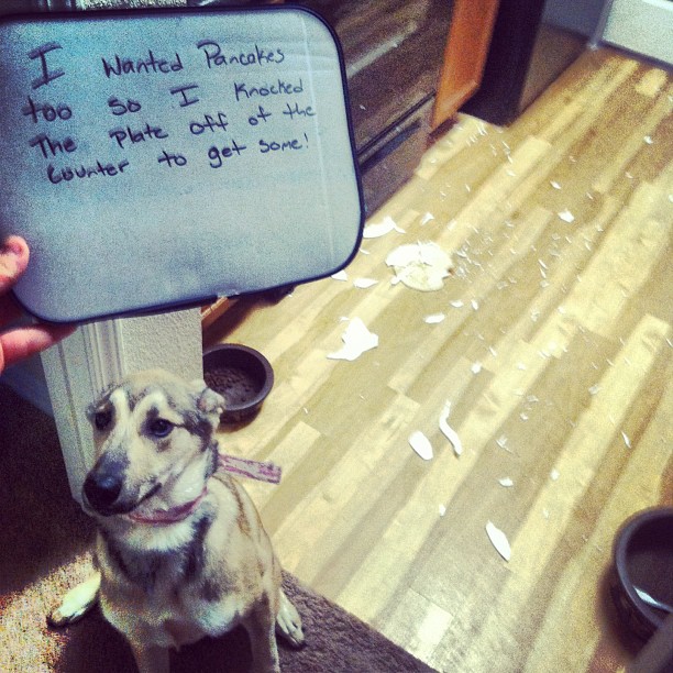 dog who ate the pancakes