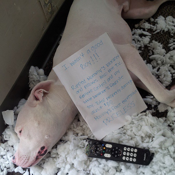 dog who ate the house