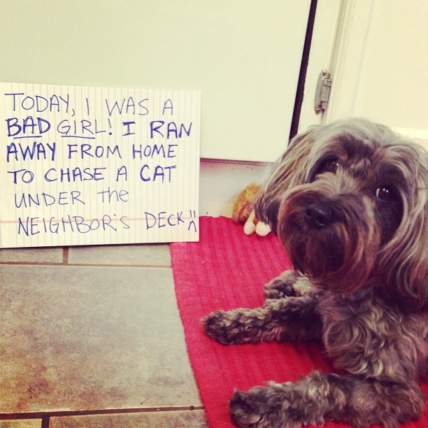 dog who chased a cat