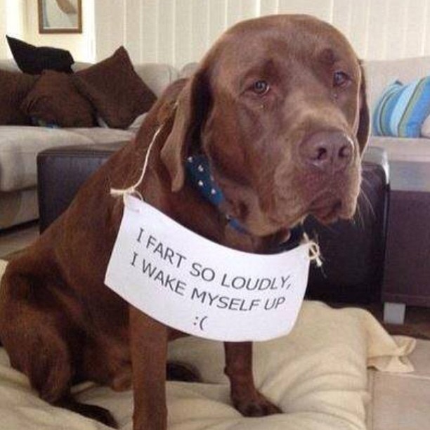 dog who farts
