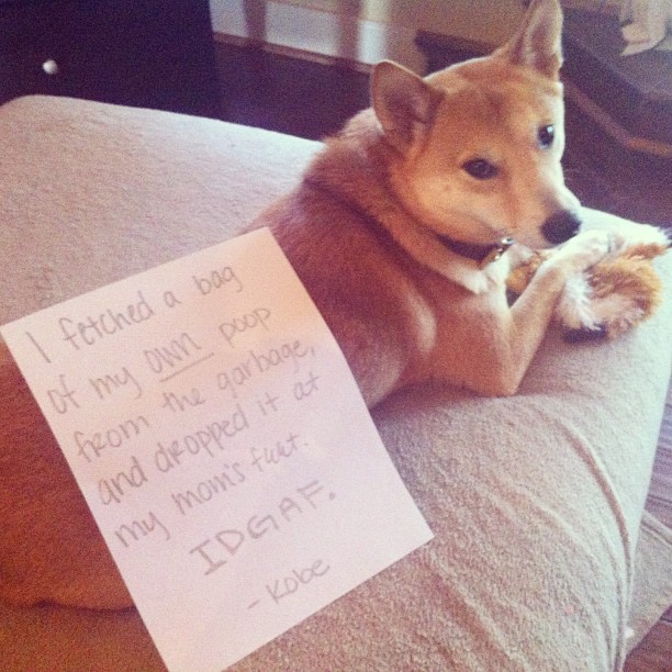 dog who fetched poop