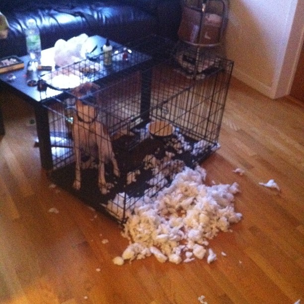 dog who has an alibi