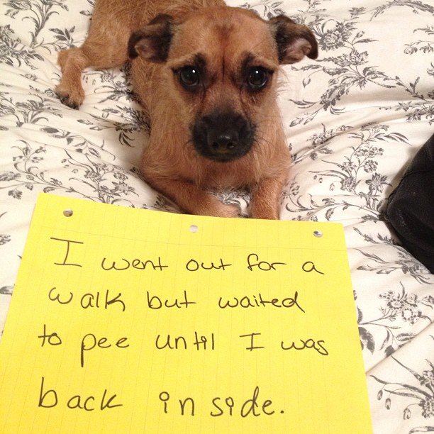 dog who peed inside