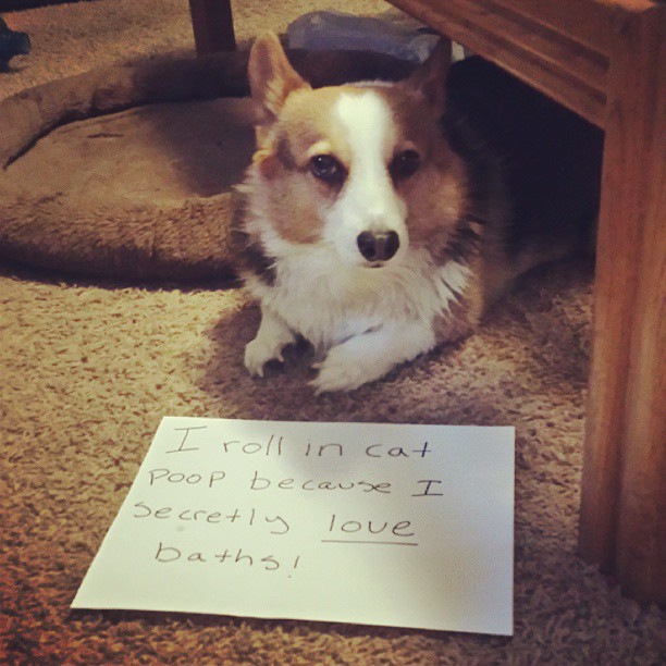 dog who rolled in cat poop