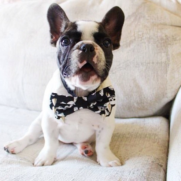 Dog wearing bowtie