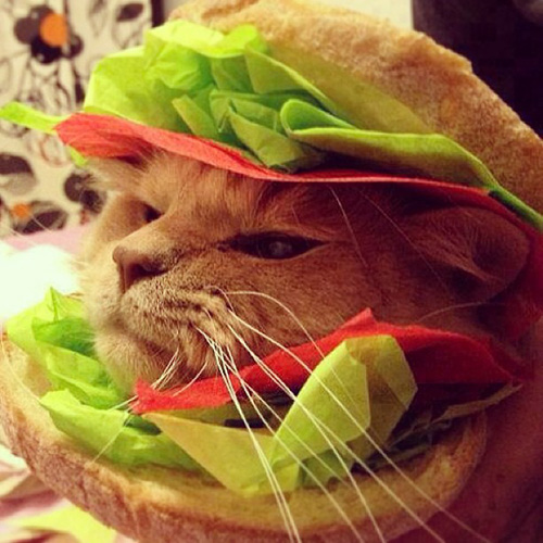 jelly cat burger