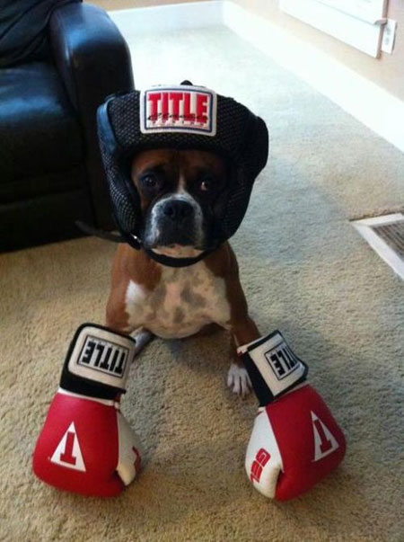 boxer halloween costume