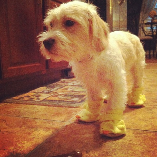 Dog in duck booties