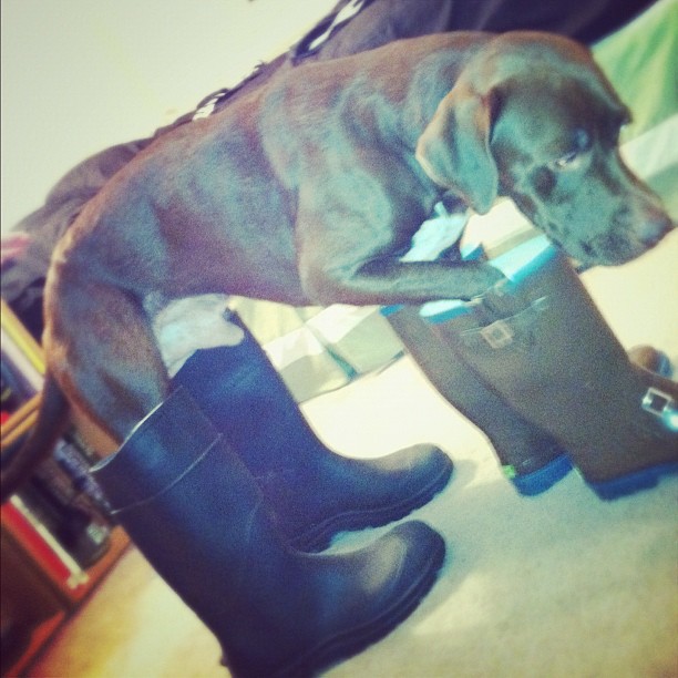 Dog in human boots
