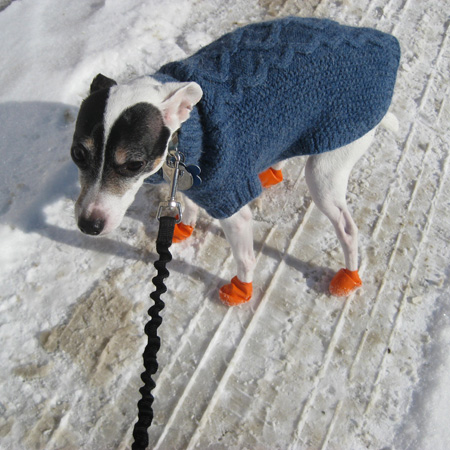 Dog in orange booties