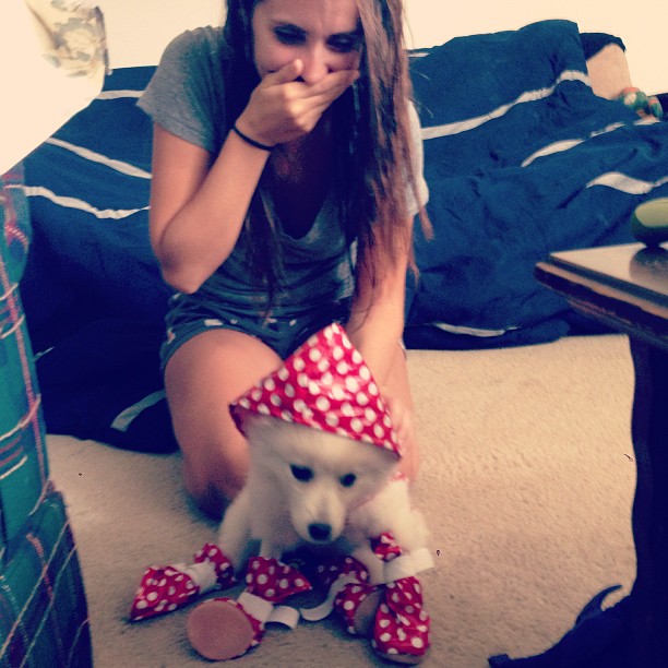 Dog in polka dot rain gear