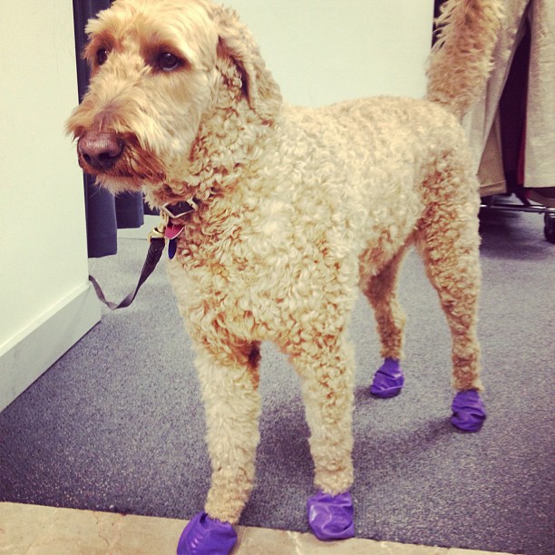 Dog in purple booties