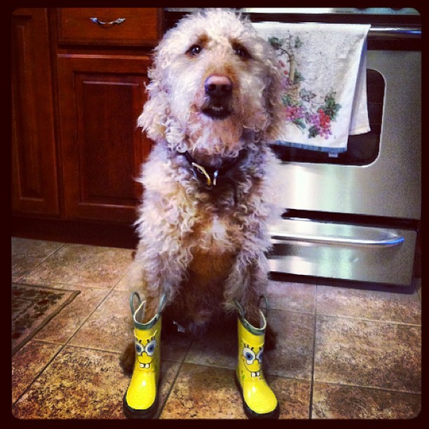 Dog in spongebob boots