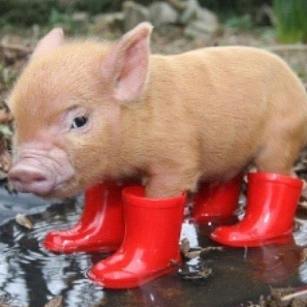 Piglet in red boots