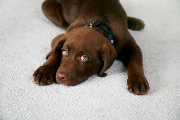 Brown lab laying on floor