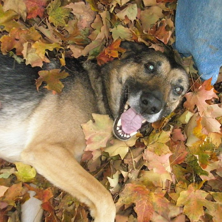 The happiest pup