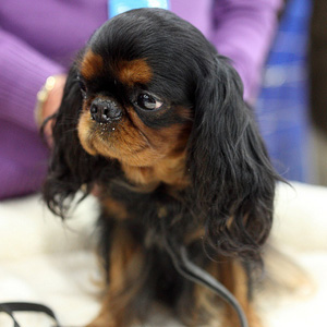 English Toy Spaniel