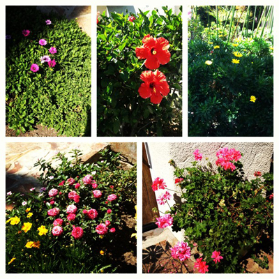 Mindy Kaling's garden
