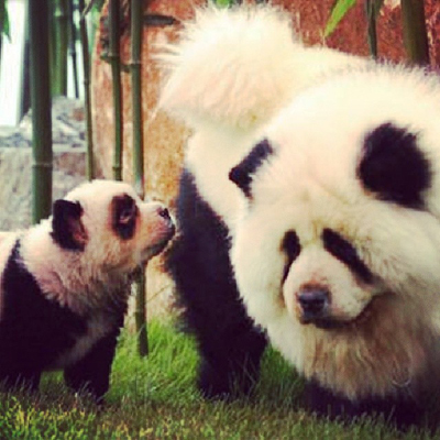 dogs that look like pandas 15 dogs that don t look like dogs dogs that look like pandas 15 dogs that don t look like dogs