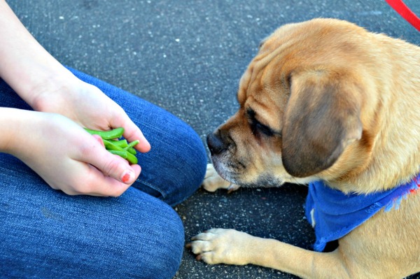 10 foods that are dangerous for dogs, and 5 that aren't