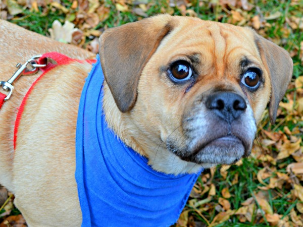 10 foods that are dangerous for dogs, and 5 that aren't