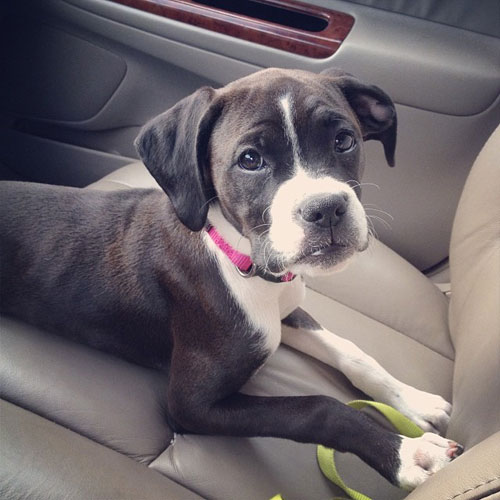 Roxy