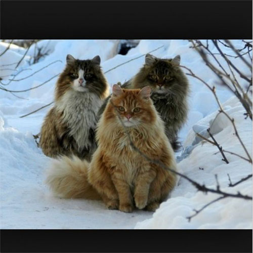 We are Norwegian snow cats if you ple-ease.