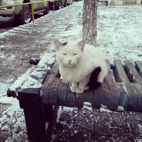 I am the wise snow cat