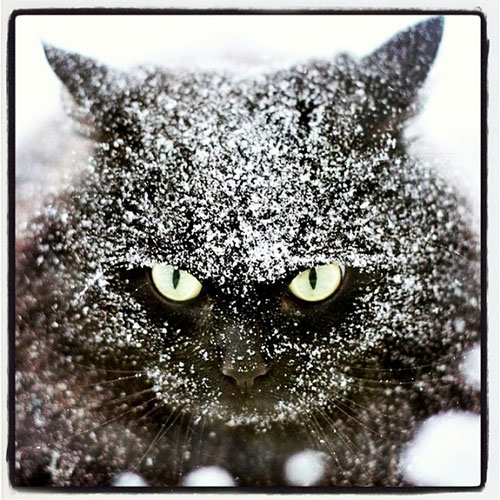 My fur is meant to be black, not white.