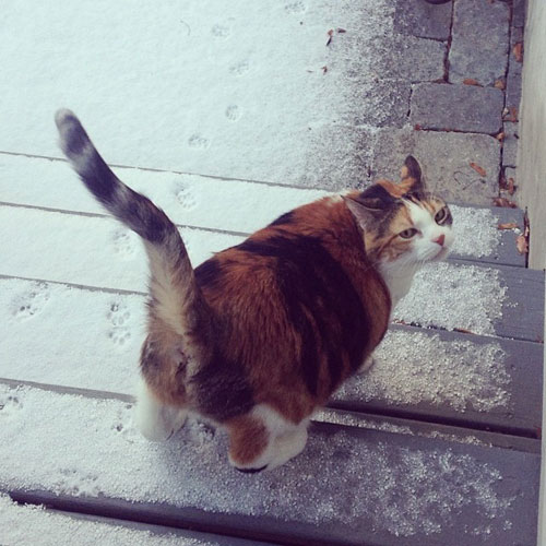You expect me to put my paws on this?