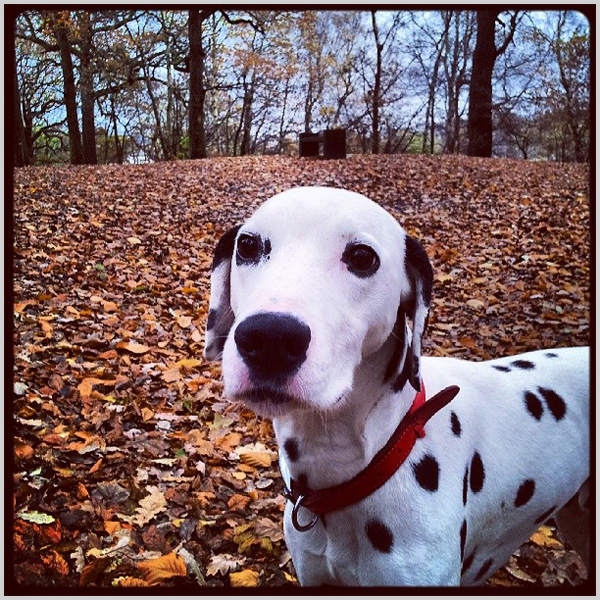 Small Breeds Dog Who Are Good Jogging Companions Small Breeds Dog Who Are Good Jogging Companions