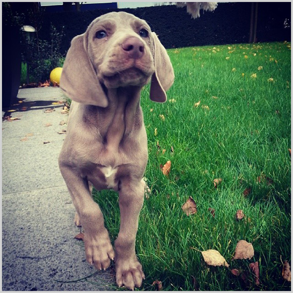 10 Dog breeds that make great running companions Page 10