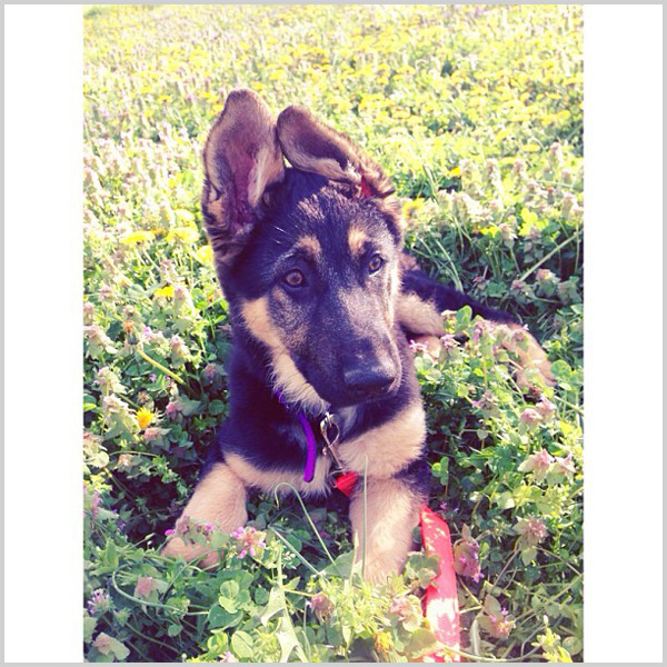 10 Dog breeds that make great running companions Page 7