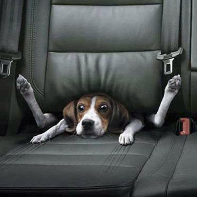 Dog stuck in car seat