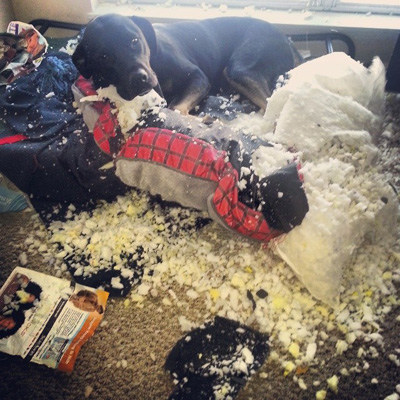 Dog destroying couch cushion