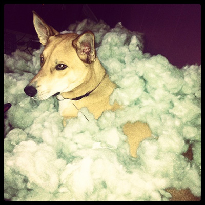 Dog destroying couch cushion